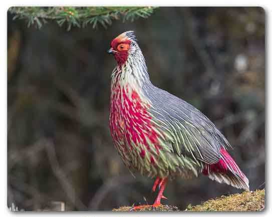  Sikkim State bird, Blood pheasant, Ithaginis cruentus
